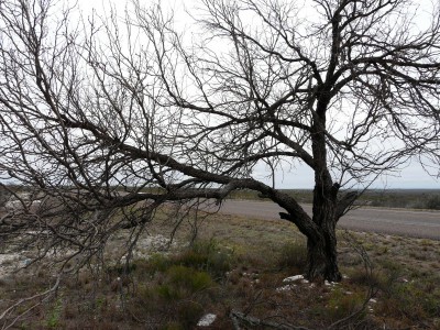 Texan and New Mexico 2015 018