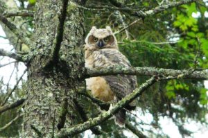 A tall pine provides a hiding place for this baby great horned owl.