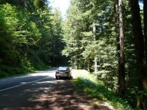 I was stopped on highway 1 in the redwoods. 