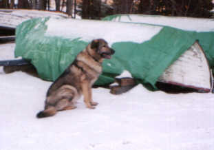 Ranger as Guard Dog