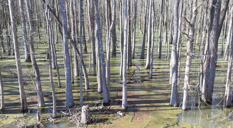 Great Dismal Swamp NC.jpg2