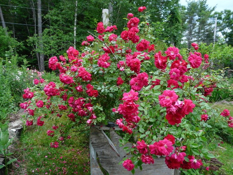 Excelsa with old gate