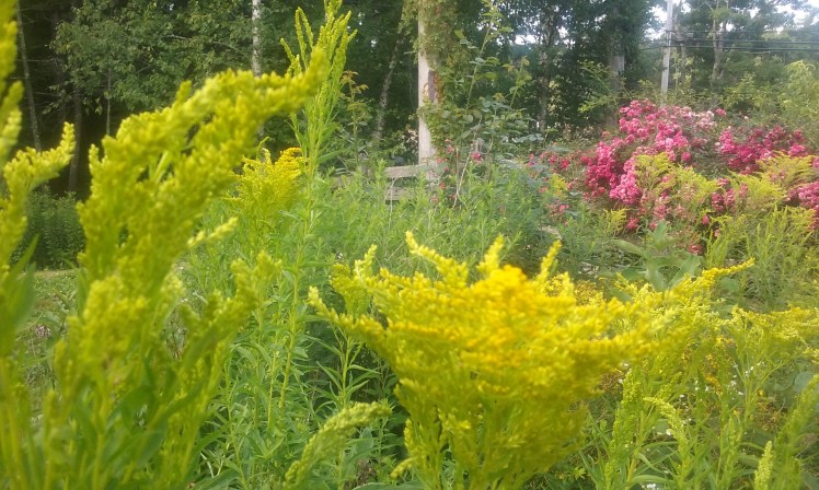 Goldenrod