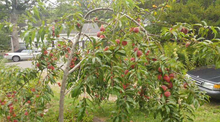 Peach tree 2017