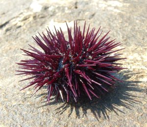 seaurchin