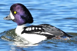 barrows-goldeneye-57c590685f9b5855e5a0d1fa