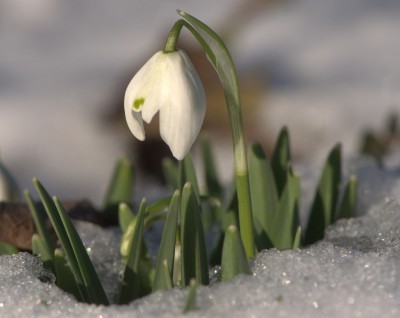snowdrop-flower-400x318