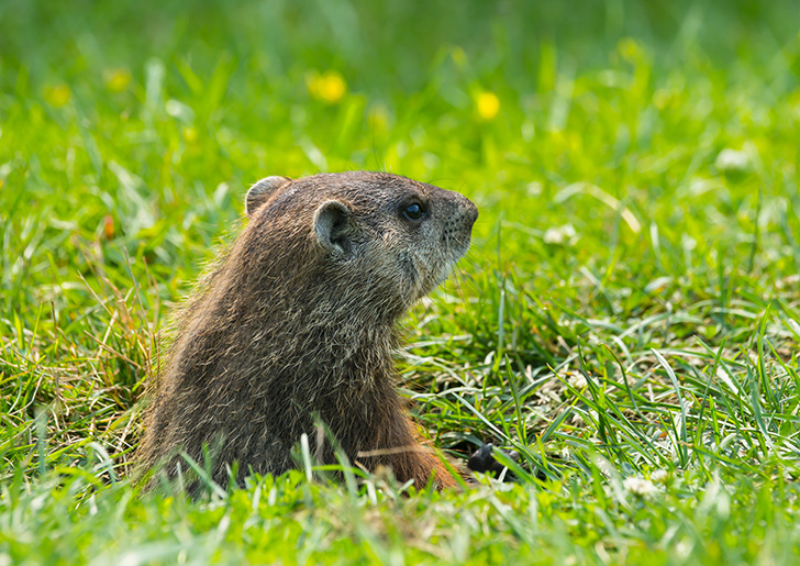 Groundhog