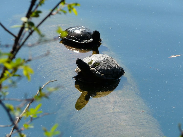Blue Heron Nature Center, Ridgeland, S.C 005