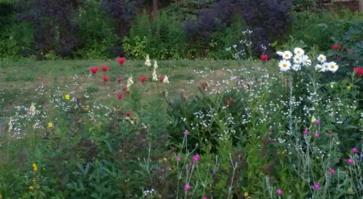 Asters in Perennial Garden