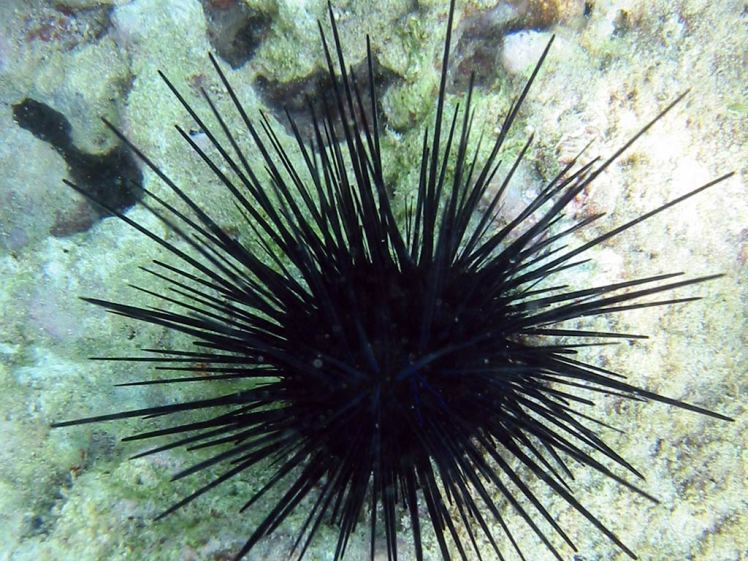 sea-urchin-wallpaper-2