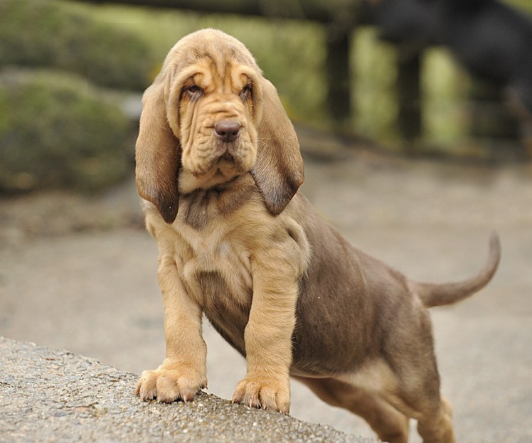 Cute-Bloodhound-dog-breeds-picture