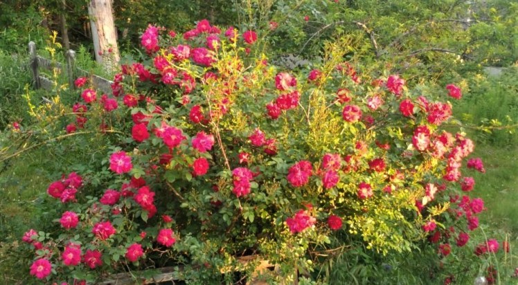 Henry Kelsey Sunset2